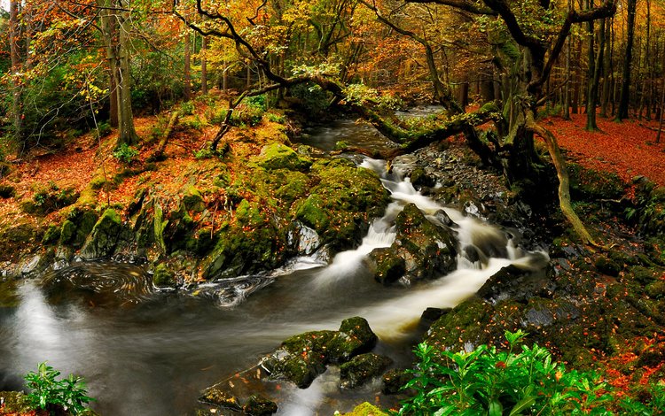 река, природа, лес, осень, river, nature, forest, autumn