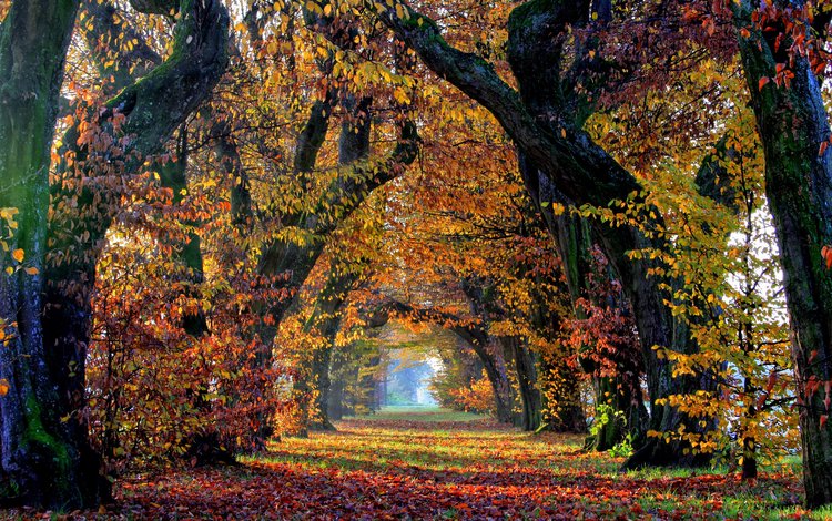 деревья, природа, листья, парк, осень, аллея, trees, nature, leaves, park, autumn, alley
