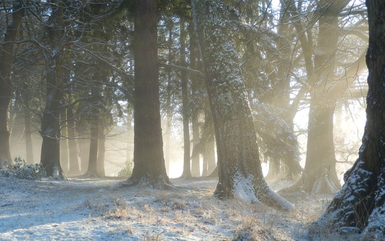 деревья, снег, природа, лес, зима, утро, туман, стволы, trees, snow, nature, forest, winter, morning, fog, trunks