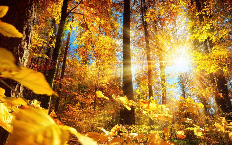 деревья, солнце, природа, лес, листья, стволы, осень, smileus, trees, the sun, nature, forest, leaves, trunks, autumn