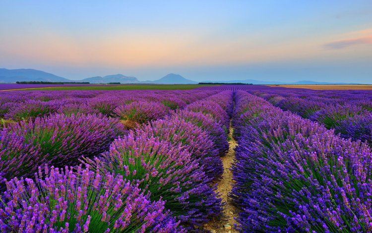 цветы, природа, пейзаж, поле, лаванда, flowers, nature, landscape, field, lavender
