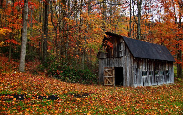 деревья, природа, лес, листья, осень, домик, сарай, trees, nature, forest, leaves, autumn, house, the barn