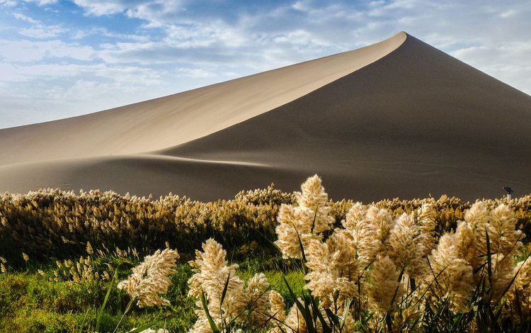 природа, растения, песок, пустыня, дюна, nature, plants, sand, desert, dune