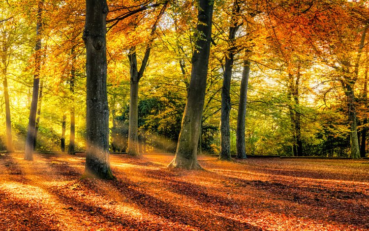 деревья, природа, лес, листья, парк, осень, trees, nature, forest, leaves, park, autumn