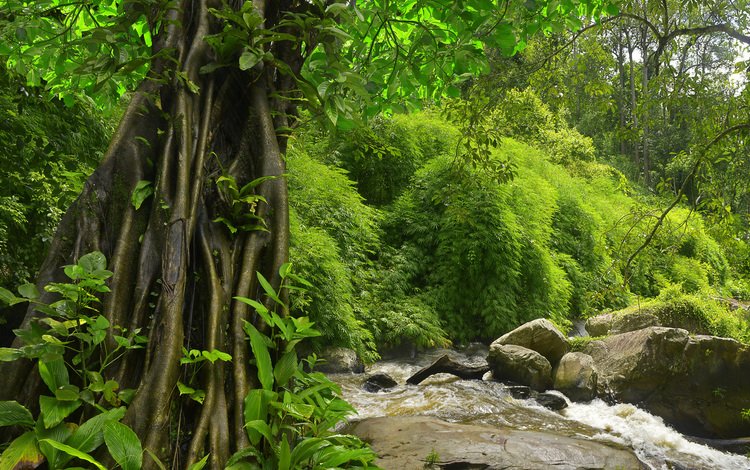 природа, лес, джунгли, папоротники, nature, forest, jungle, ferns