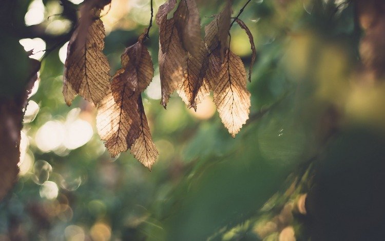 листья, макро, осень, размытость, leaves, macro, autumn, blur