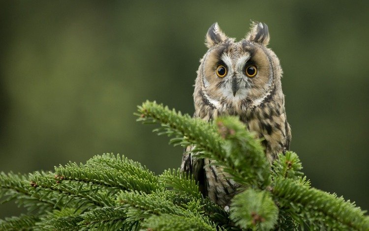 глаза, сова, хвоя, ветки, взгляд, птица, клюв, ушастая сова, eyes, owl, needles, branches, look, bird, beak, long-eared owl