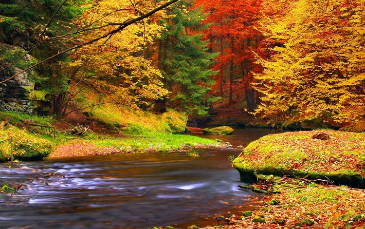 деревья, река, природа, лес, листья, осень, trees, river, nature, forest, leaves, autumn