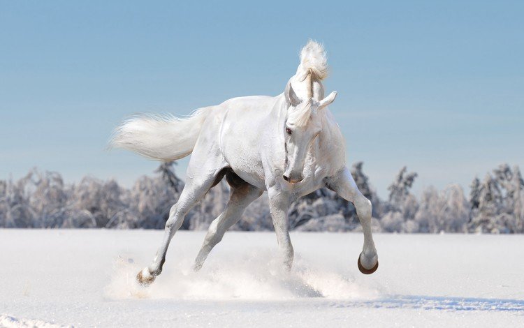 лошадь, снег, зима, конь, грива, копыта, horse, snow, winter, mane, hooves