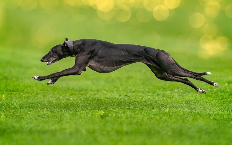 трава, собака, прыжок, друг, бег, борзая, grass, dog, jump, each, running, greyhound