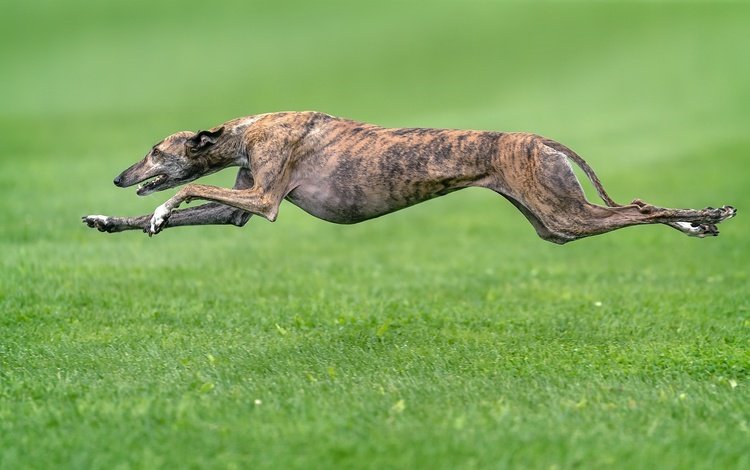 трава, собака, друг, бег, борзая, grass, dog, each, running, greyhound