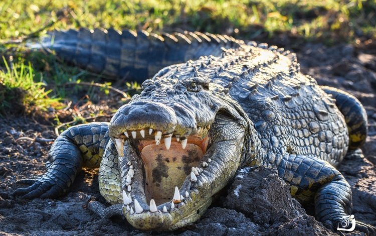 зубы, крокодил, пасть, пресмыкающиеся, teeth, crocodile, mouth, reptiles