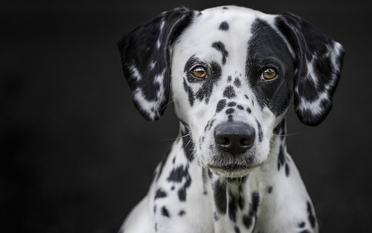 глаза, мордочка, взгляд, собака, черный фон, далматин, eyes, muzzle, look, dog, black background, dalmatian