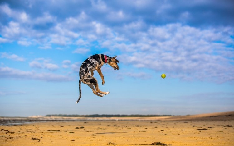 небо, природа, песок, собака, прыжок, игра, мяч, мячик, paul loader, the sky, nature, sand, dog, jump, the game, the ball
