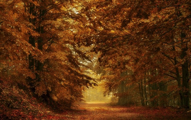 дорога, деревья, лес, листья, ветки, осень, road, trees, forest, leaves, branches, autumn