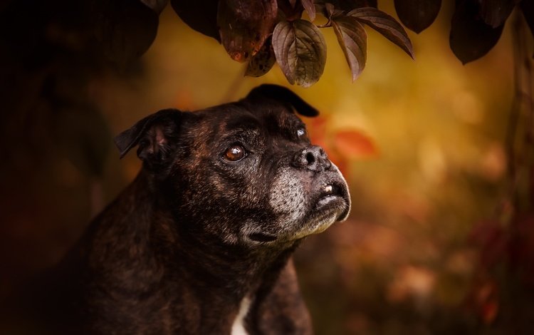 листья, мордочка, взгляд, собака, бультерьер, стаффордширский бультерьер, leaves, muzzle, look, dog, bull terrier, staffordshire bull terrier