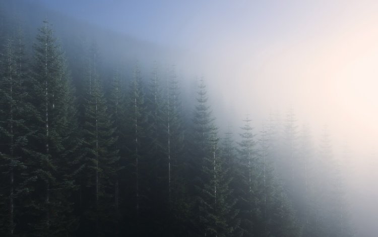 деревья, природа, лес, пейзаж, утро, туман, trees, nature, forest, landscape, morning, fog
