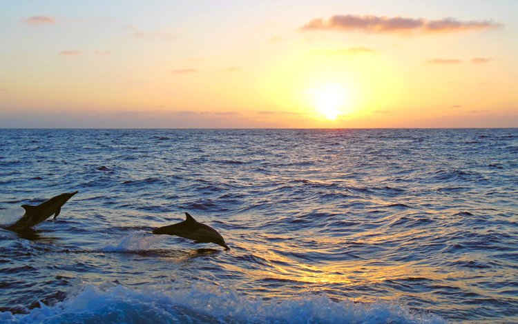закат, море, дельфины, 5, sunset, sea, dolphins