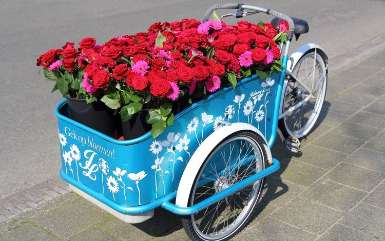 цветы, розы, герберы, велосипед, flowers, roses, gerbera, bike