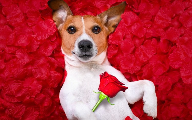 фон, джек-рассел-терьер, цветок, портрет, роза, лепестки, красный, юмор, фотошоп, background, jack russell terrier, flower, portrait, rose, petals, red, humor, photoshop