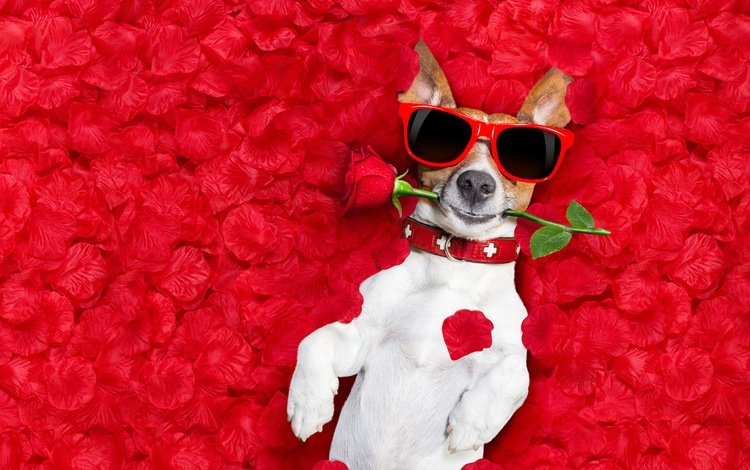 фон, лепестки роз, цветок, джек-рассел-терьер, роза, красная, очки, лежит, юмор, мокрая, background, rose petals, flower, jack russell terrier, rose, red, glasses, lies, humor, wet