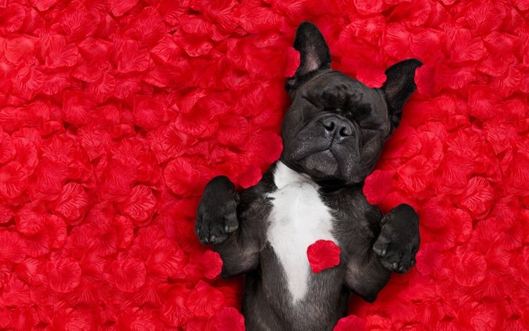 фон, французский бульдог, розы, лепестки, красный, лежит, юмор, бульдог, лепестки роз, background, french bulldog, roses, petals, red, lies, humor, bulldog, rose petals