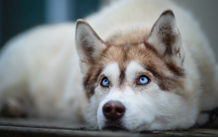 мордочка, взгляд, собака, хаски, голубые глаза, сибирский хаски, muzzle, look, dog, husky, blue eyes, siberian husky