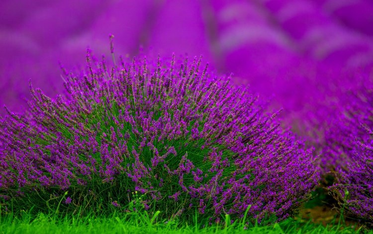 цветы, поле, лаванда, размытость, куст, боке, flowers, field, lavender, blur, bush, bokeh