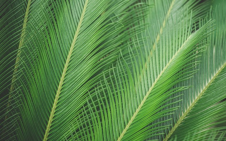 природа, листья, лист, пальма, nature, leaves, sheet, palma