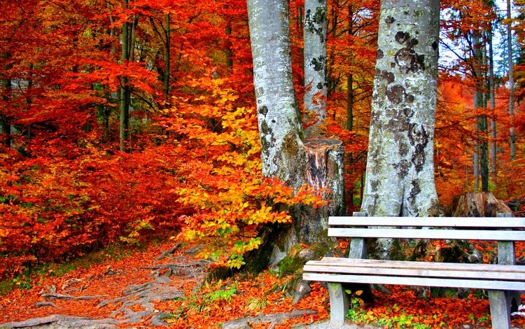 деревья, листья, парк, стволы, осень, скамейка, trees, leaves, park, trunks, autumn, bench