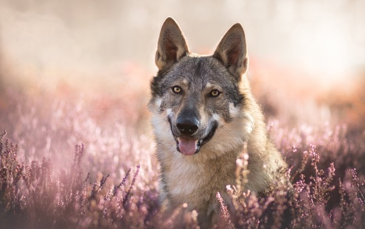 морда, цветы, взгляд, боке, вереск, волкособ, гибрид собаки и волка, face, flowers, look, bokeh, heather, volkosob, a hybrid of dog and wolf