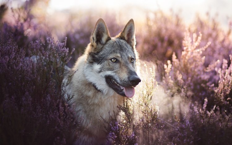 морда, цветы, взгляд, язык, вереск, чехословацкая волчья собака, face, flowers, look, language, heather, the czechoslovakian wolfdog