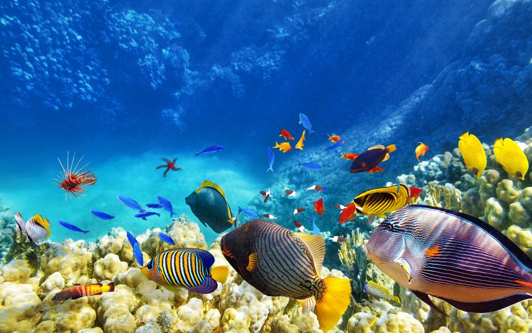 море, рыбы, кораллы, sea, fish, corals