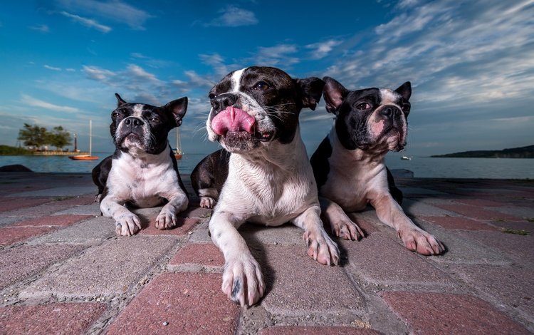 набережная, собаки, бостон-терьер, promenade, dogs, boston terrier