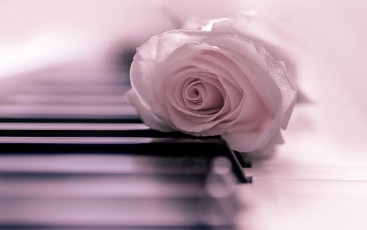настроение, цветок, роза, бутон, нежность, пианино, клавиши, mood, flower, rose, bud, tenderness, piano, keys