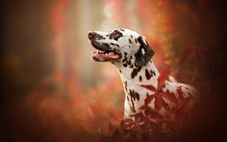 портрет, собака, профиль, далматин, боке, portrait, dog, profile, dalmatian, bokeh