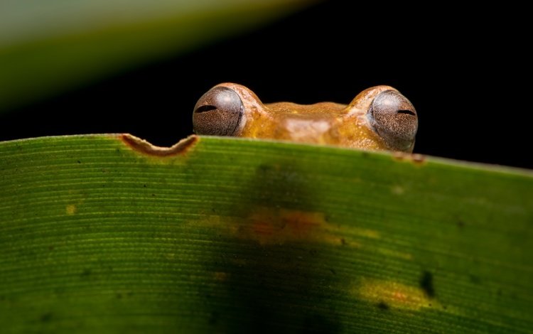 глаза, природа, взгляд, лист, лягушка, eyes, nature, look, sheet, frog