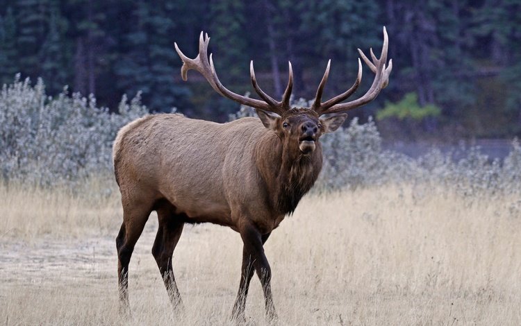 природа, олень, рога, благородный олень, марал, nature, deer, horns, red deer, maral