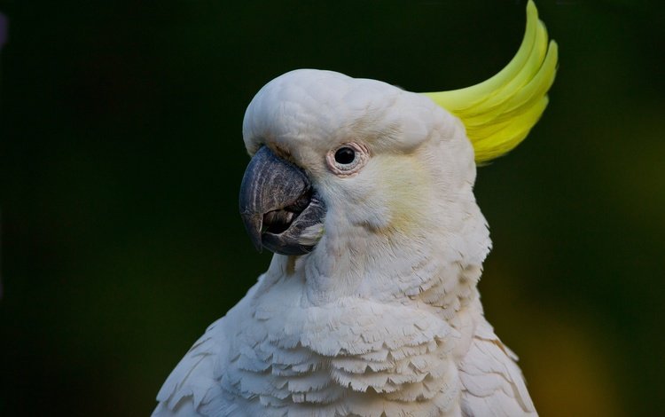 птица, клюв, перья, попугай, большой желтохохлый какаду, какаду, bird, beak, feathers, parrot, big jeltuhay cockatoo, cockatoo