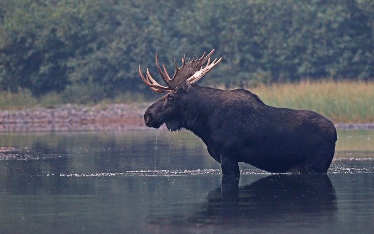 река, природа, рога, лось, river, nature, horns, moose
