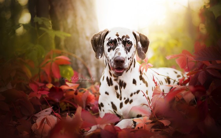 трава, листья, портрет, мордочка, взгляд, осень, собака, далматин, grass, leaves, portrait, muzzle, look, autumn, dog, dalmatian