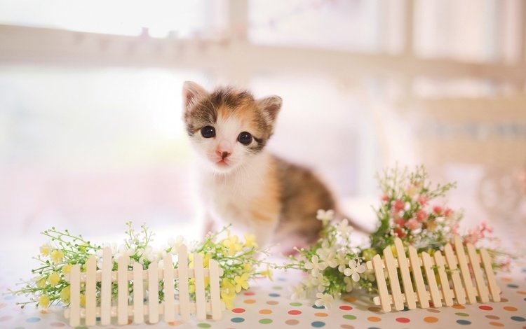 кот, мордочка, кошка, взгляд, котенок, малыш, цветочки, заборчик, cat, muzzle, look, kitty, baby, flowers, the fence