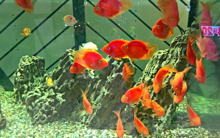рыбы, аквариум, золотая рыбка, риф, аква, fish, aquarium, goldfish, reef, aqua