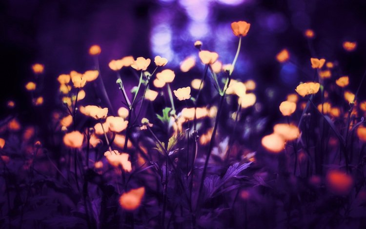 свет, цветы, фон, маки, размытость, by schafsheep, schafsheep, light, flowers, background, maki, blur