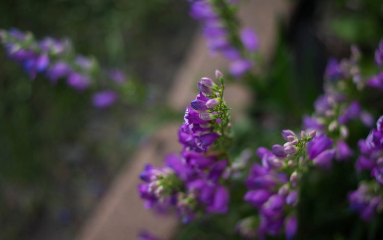 цветы, размытость, сиреневые цветы, julie jablonski, flowers, blur, purple flowers