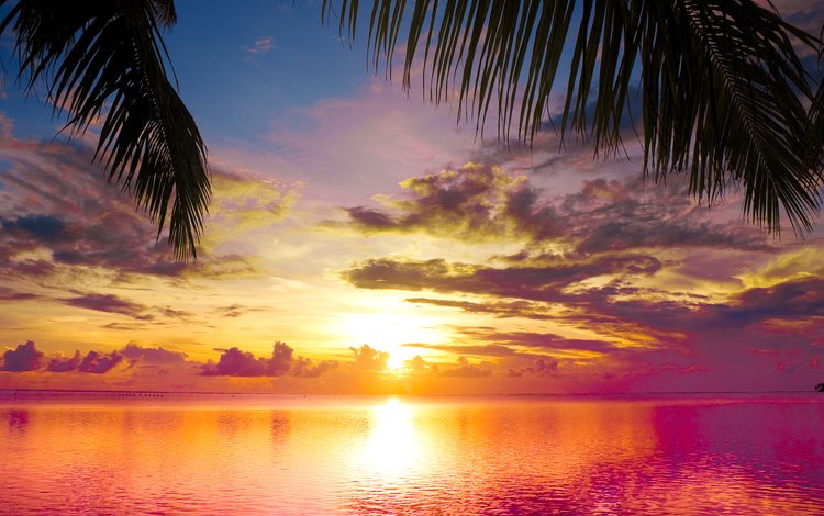 небо, пальма, облака, тропики, вода, листья, закат, море, пляж, горизонт, the sky, palma, clouds, tropics, water, leaves, sunset, sea, beach, horizon