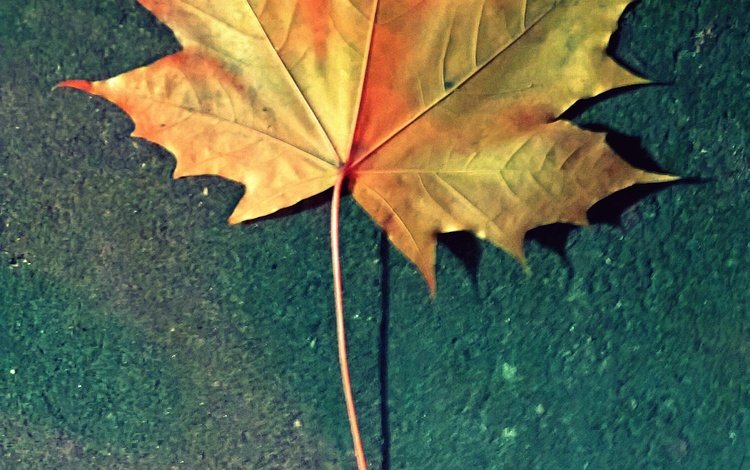 природа, фон, осень, разное, кленовый лист, золотой, nature, background, autumn, different, maple leaf, gold