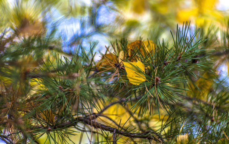 ветка, листья, хвоя, макро, осень, сосна, valery chernodedov, branch, leaves, needles, macro, autumn, pine