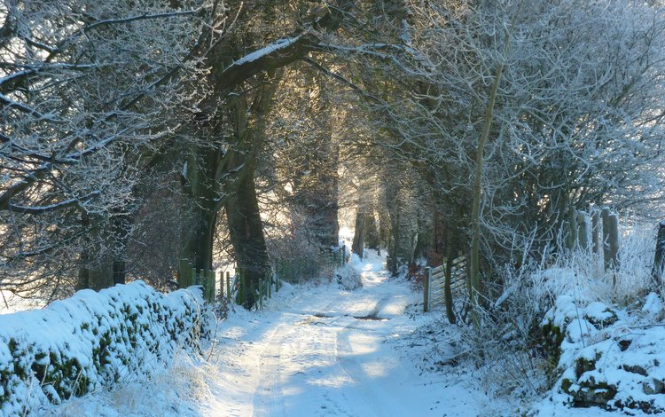 дорога, снег, природа, лес, зима, иней, road, snow, nature, forest, winter, frost