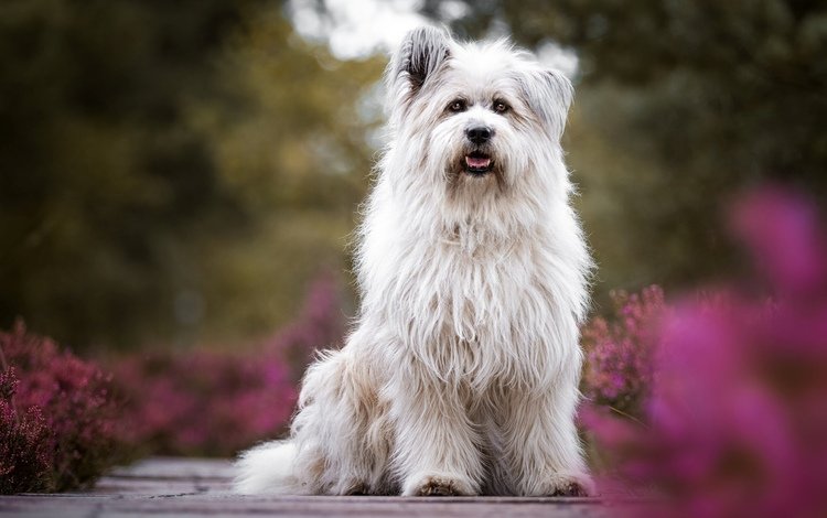 глаза, цветы, взгляд, собака, вест-хайленд-уайт-терьер, бетти, eyes, flowers, look, dog, the west highland white terrier, betty